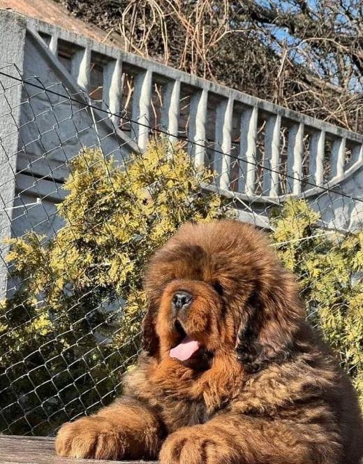 Tibetan mastiff available for import-Image 3