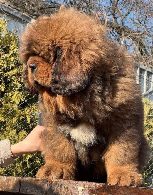 Tibetan mastiff available for import-Image 4