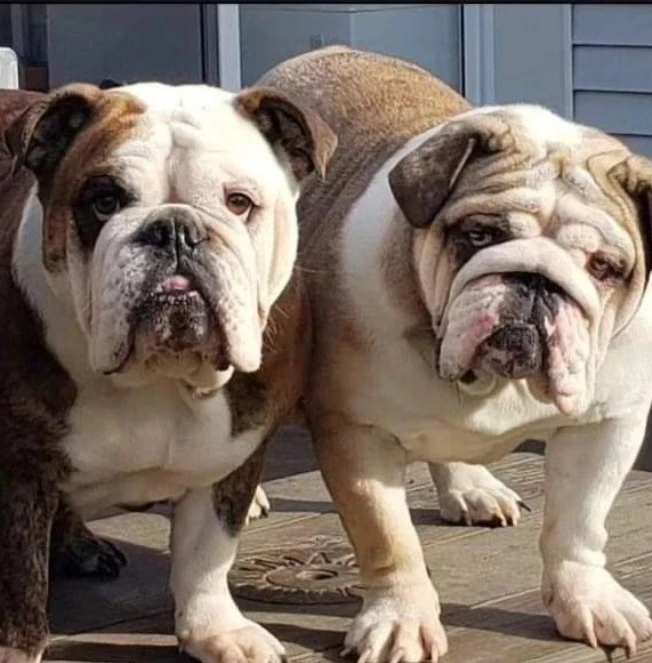 EANGLISH BULLDOG AVAILABLE FOR IMPORT-Image 1