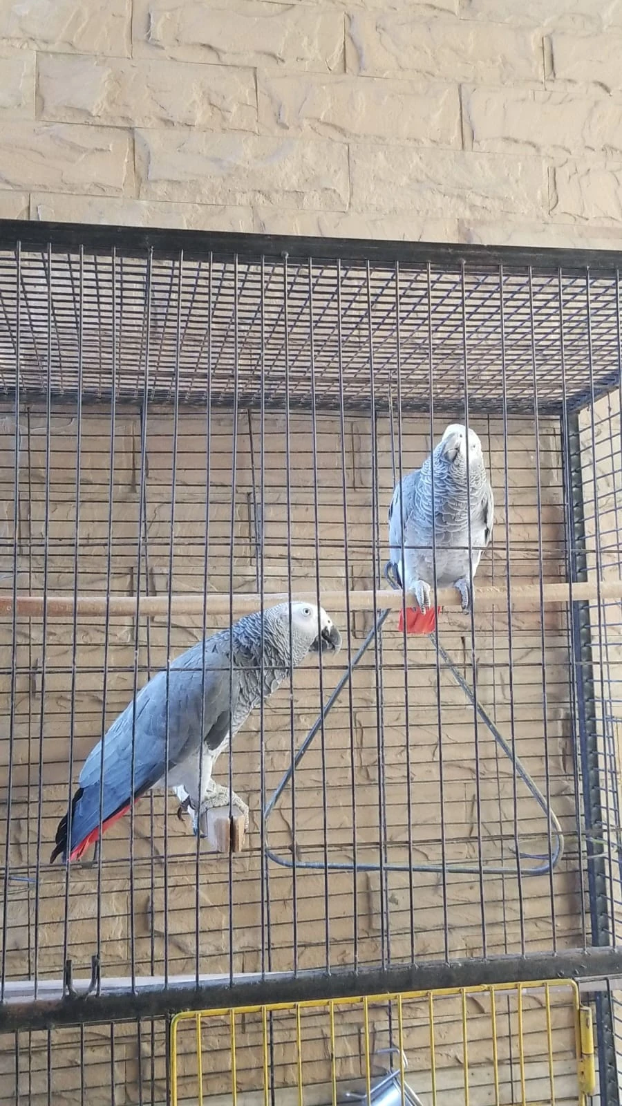 Gray Macaw Parrots-Image 3