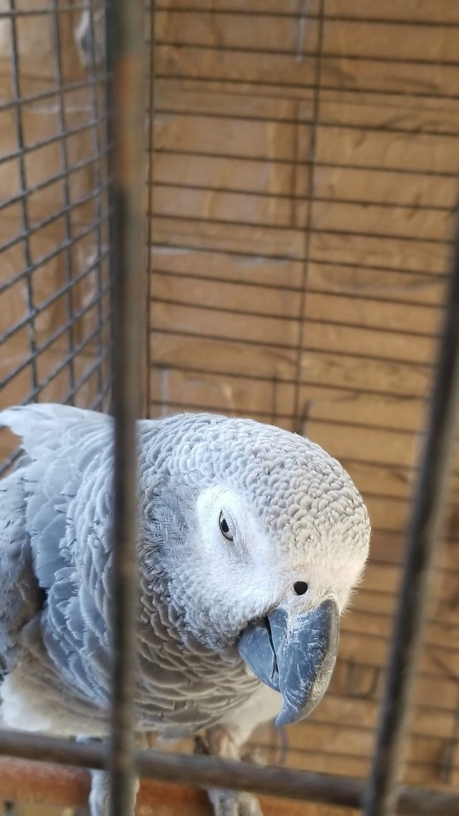 Gray Macaw Parrots-Image 7