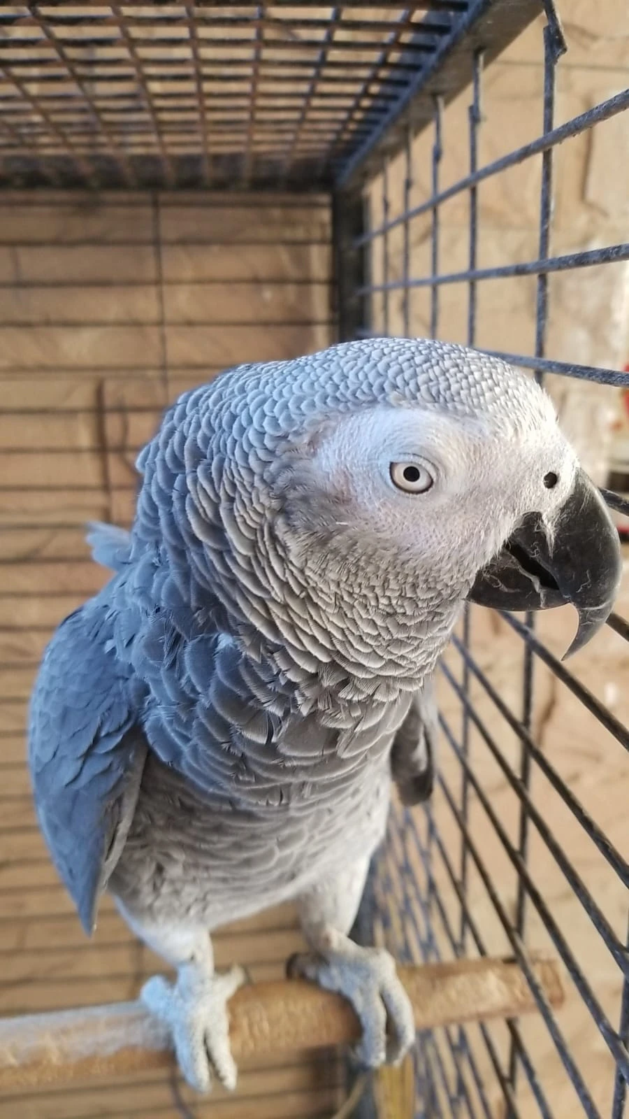 Gray Macaw Parrots-Image 8