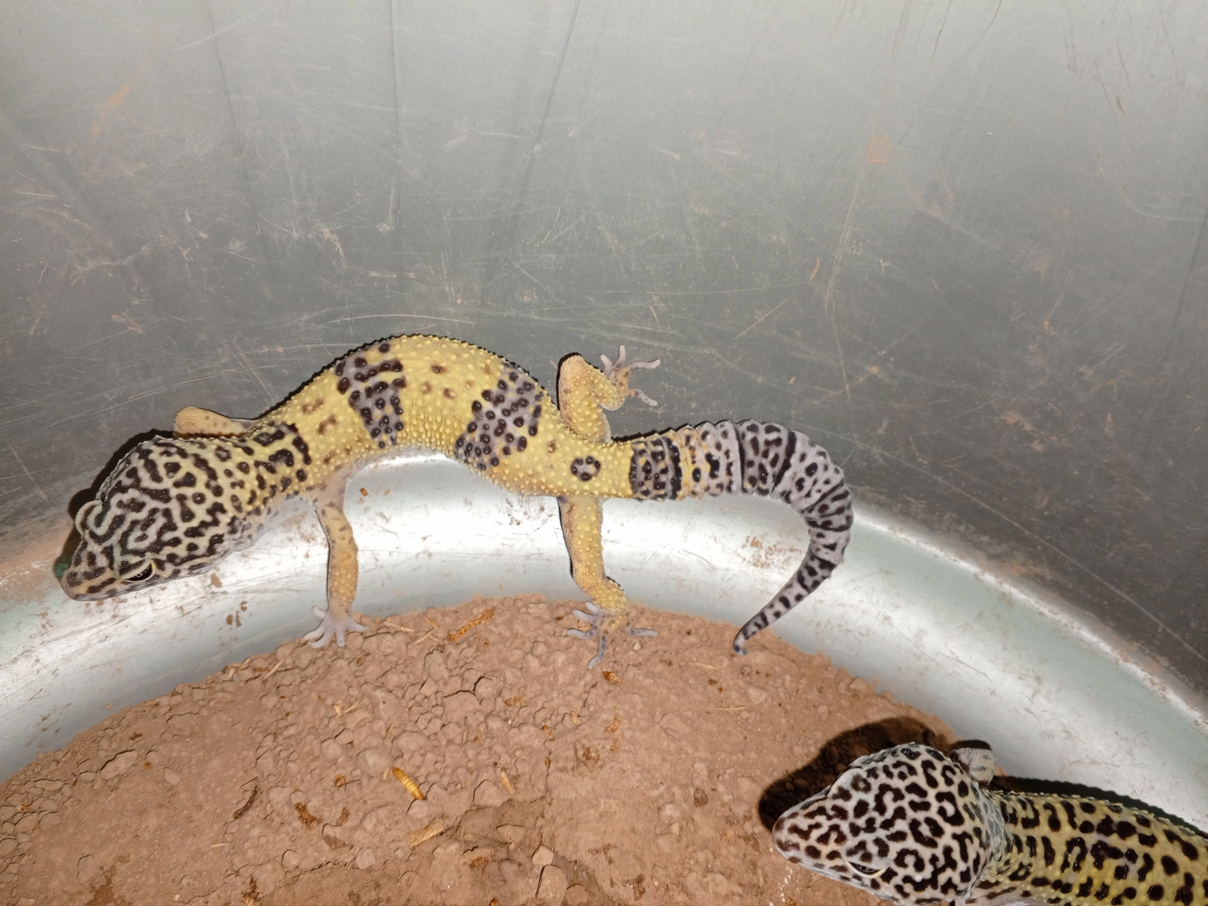 Gecko-Image 2