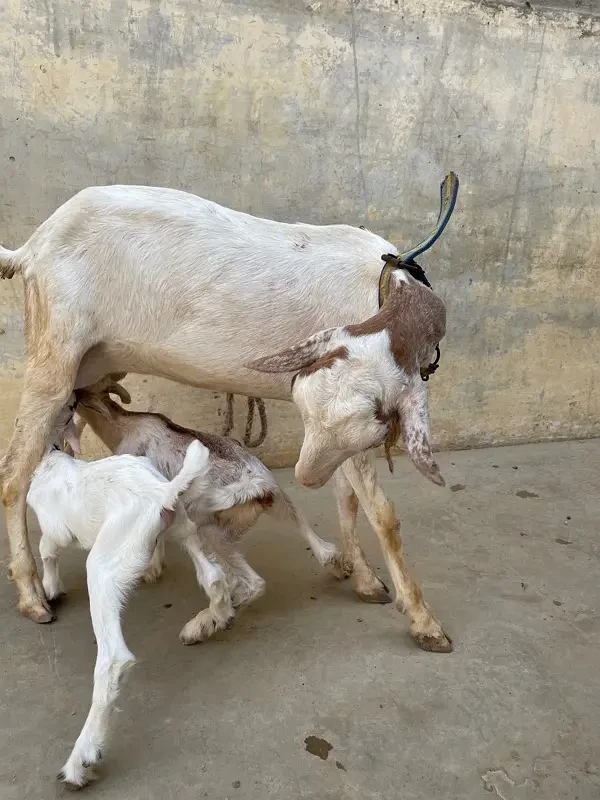 Teddy Gulabbi Bakri with 2 kids-Image 3