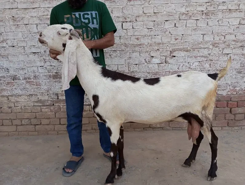 Top class big size beetal bakri for sale-Image 2