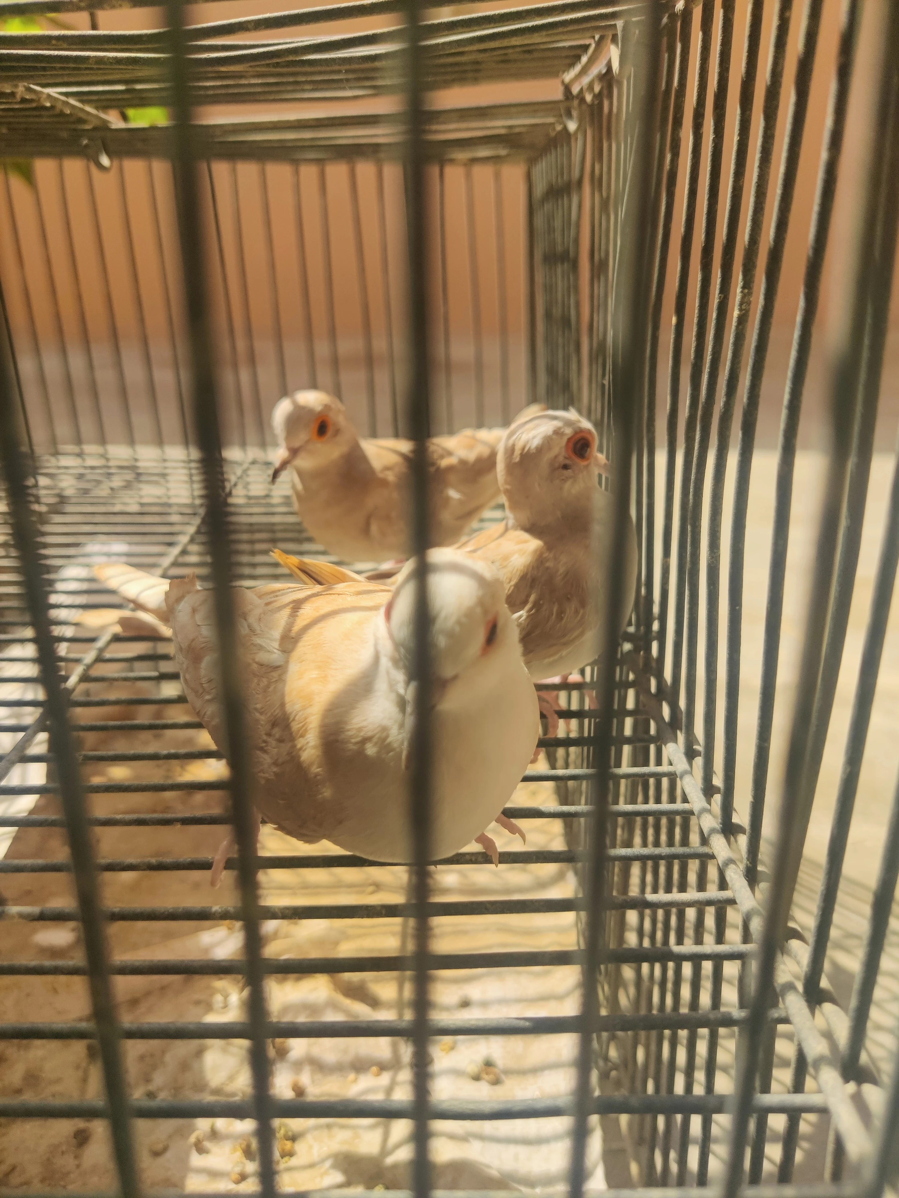 RED PIED DOVE CHICKS-Image 2