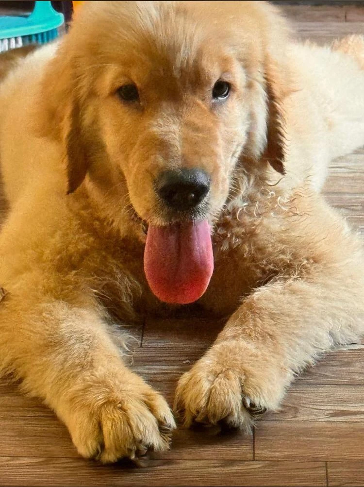 Golden Retriever puppy available-Image 2