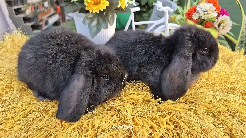 Exotic Holland lops Rabbits-Image 2