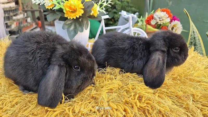 Exotic Holland lops Rabbits-Image 3