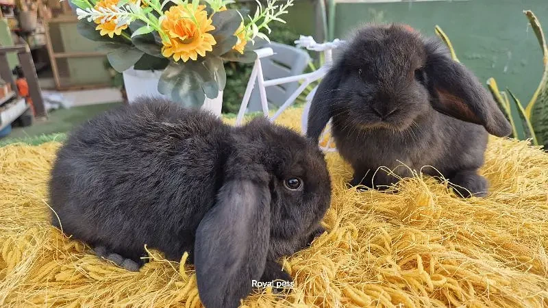 Exotic Holland lops Rabbits-Image 4