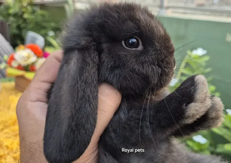 Exotic Holland lops Rabbits-Image 6