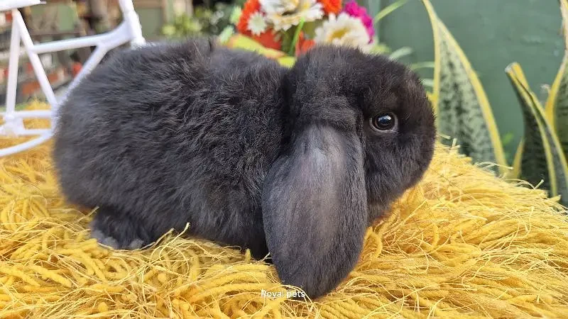 Exotic Holland lops Rabbits-Image 7