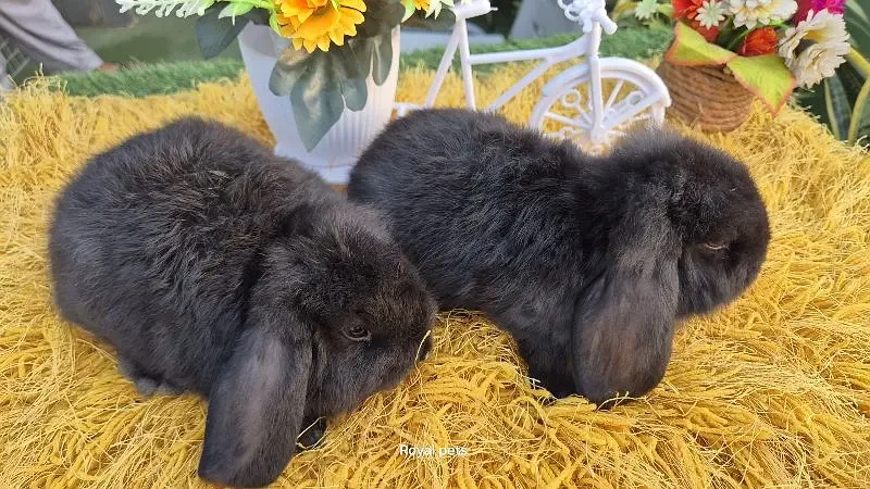 Exotic Holland lops Rabbits-Image 8