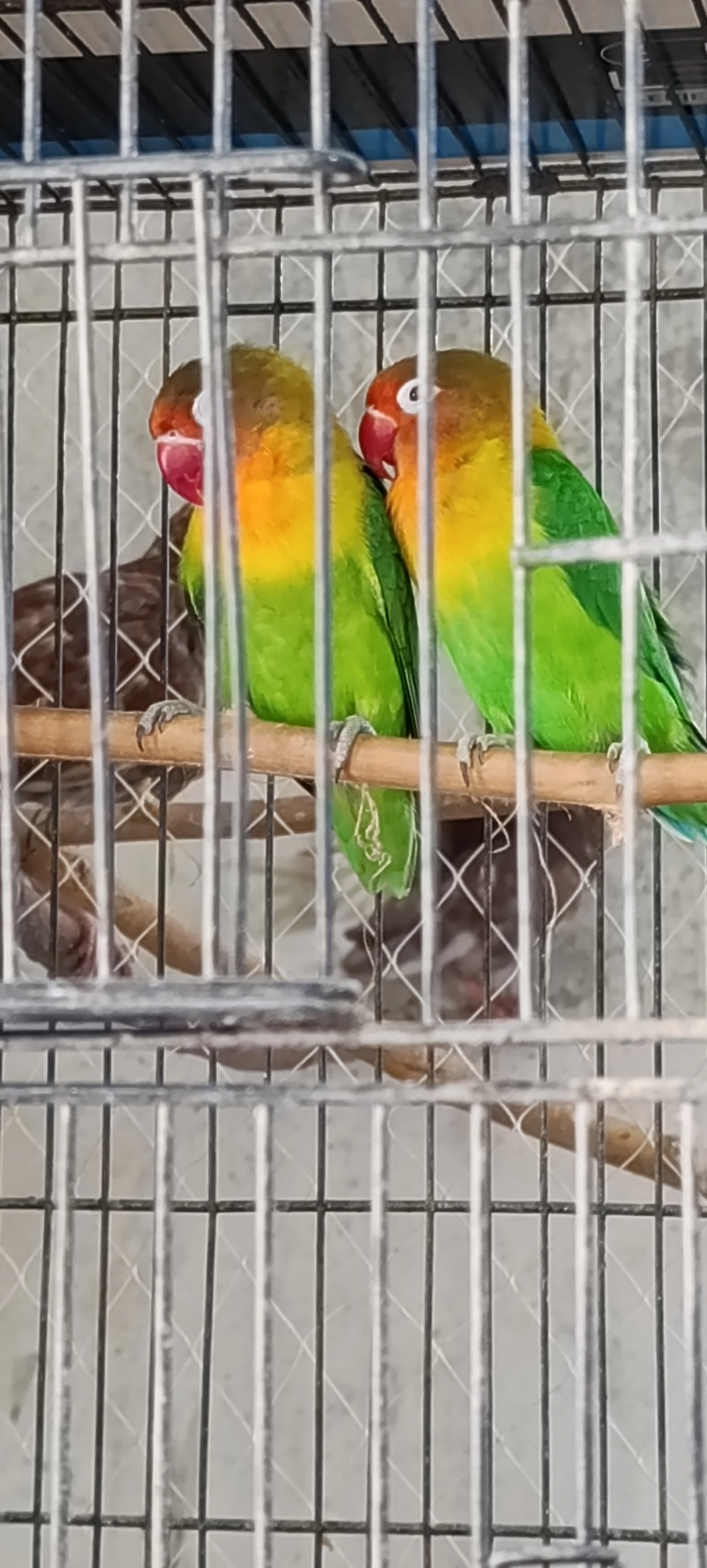 Lovebirds parrots for sale-Image 2