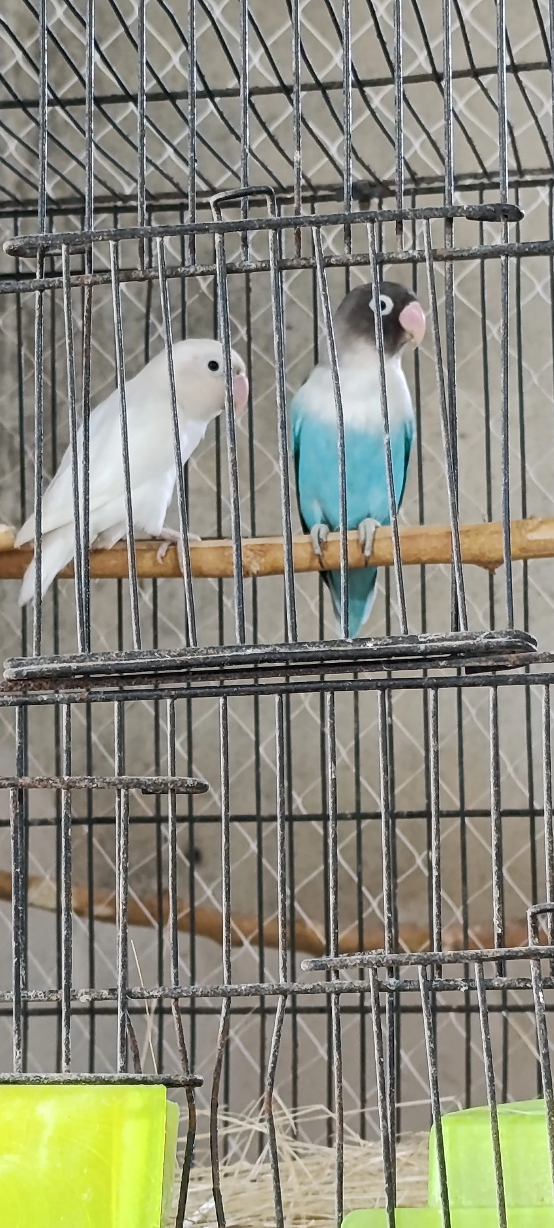 Lovebirds parrots for sale-Image 3