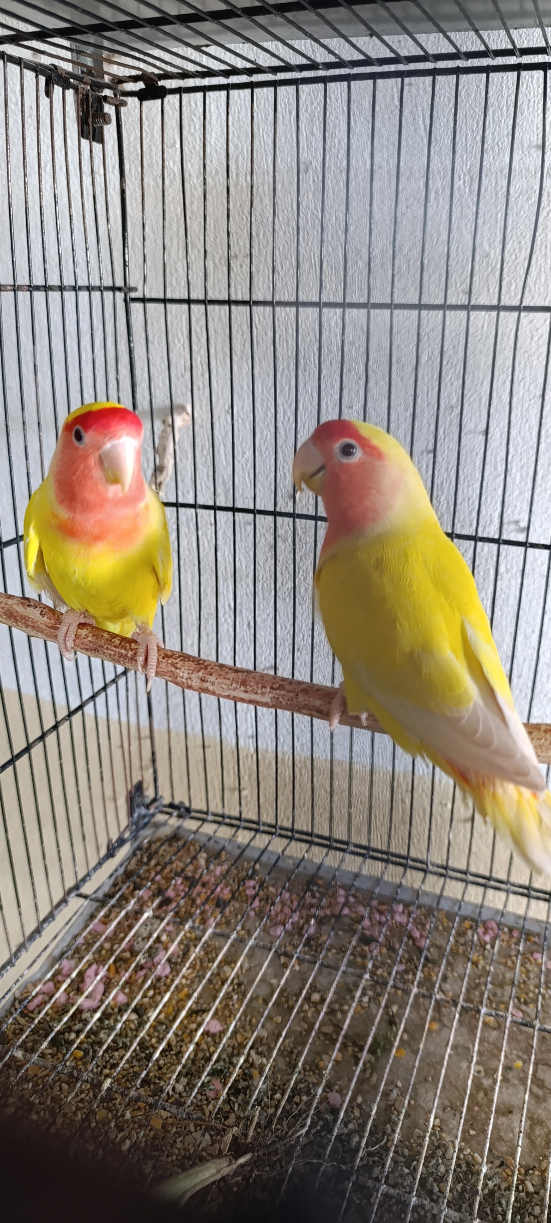 Lovebirds parrots for sale-Image 4