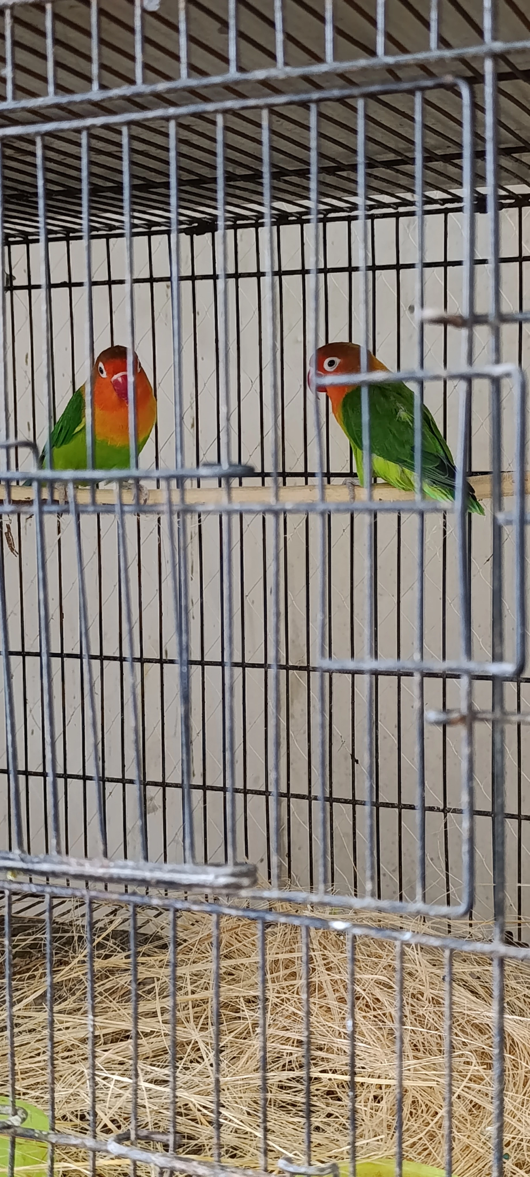 Lovebirds parrots for sale-Image 7