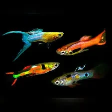 Imported guppy, platty and guppy fry available-Image 2