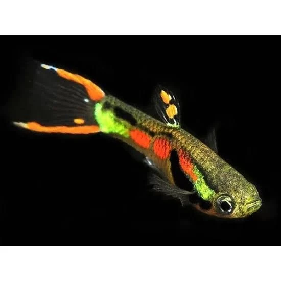 Imported guppy, platty and guppy fry available-Image 3