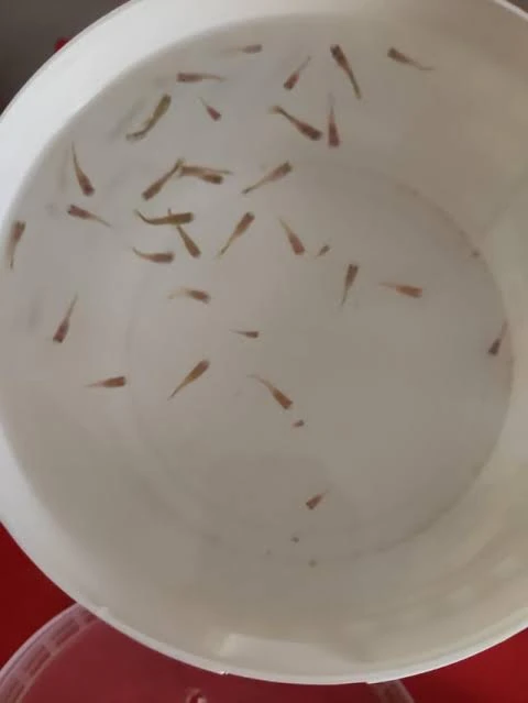 Imported guppy, platty and guppy fry available-Image 4