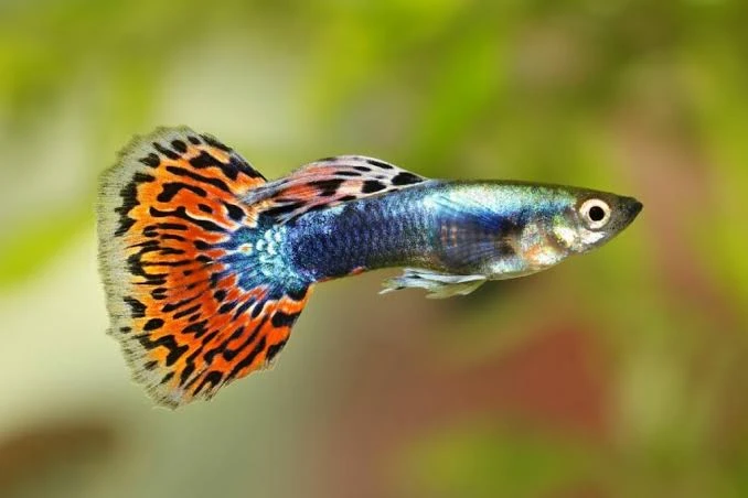 Imported guppy, platty and guppy fry available-Image 6