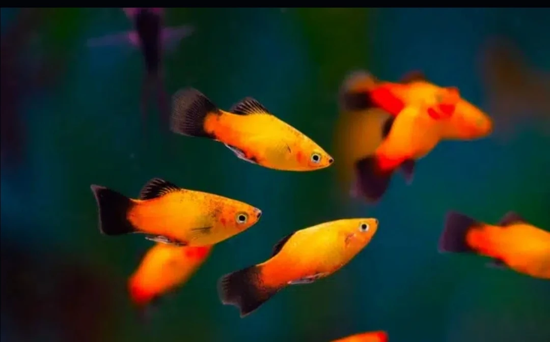 Imported guppy, platty and guppy fry available-Image 9