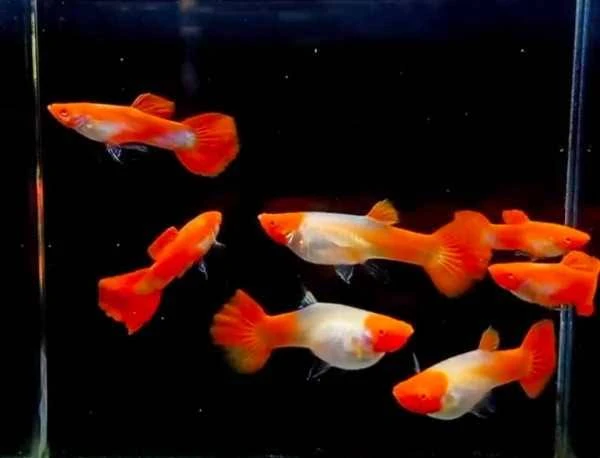 Imported guppy, platty and guppy fry available-Image 12