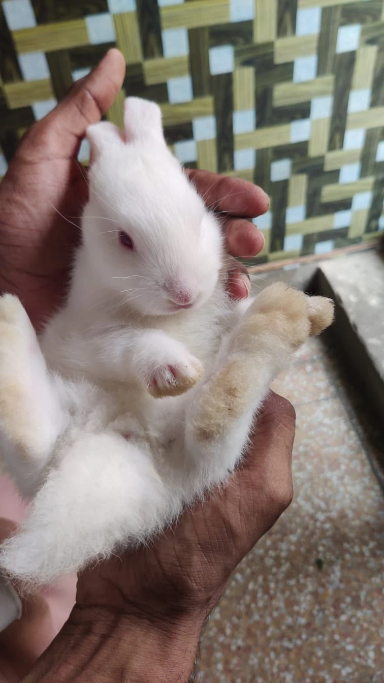 **NewZealand White Bunny For Sale **-Image 2