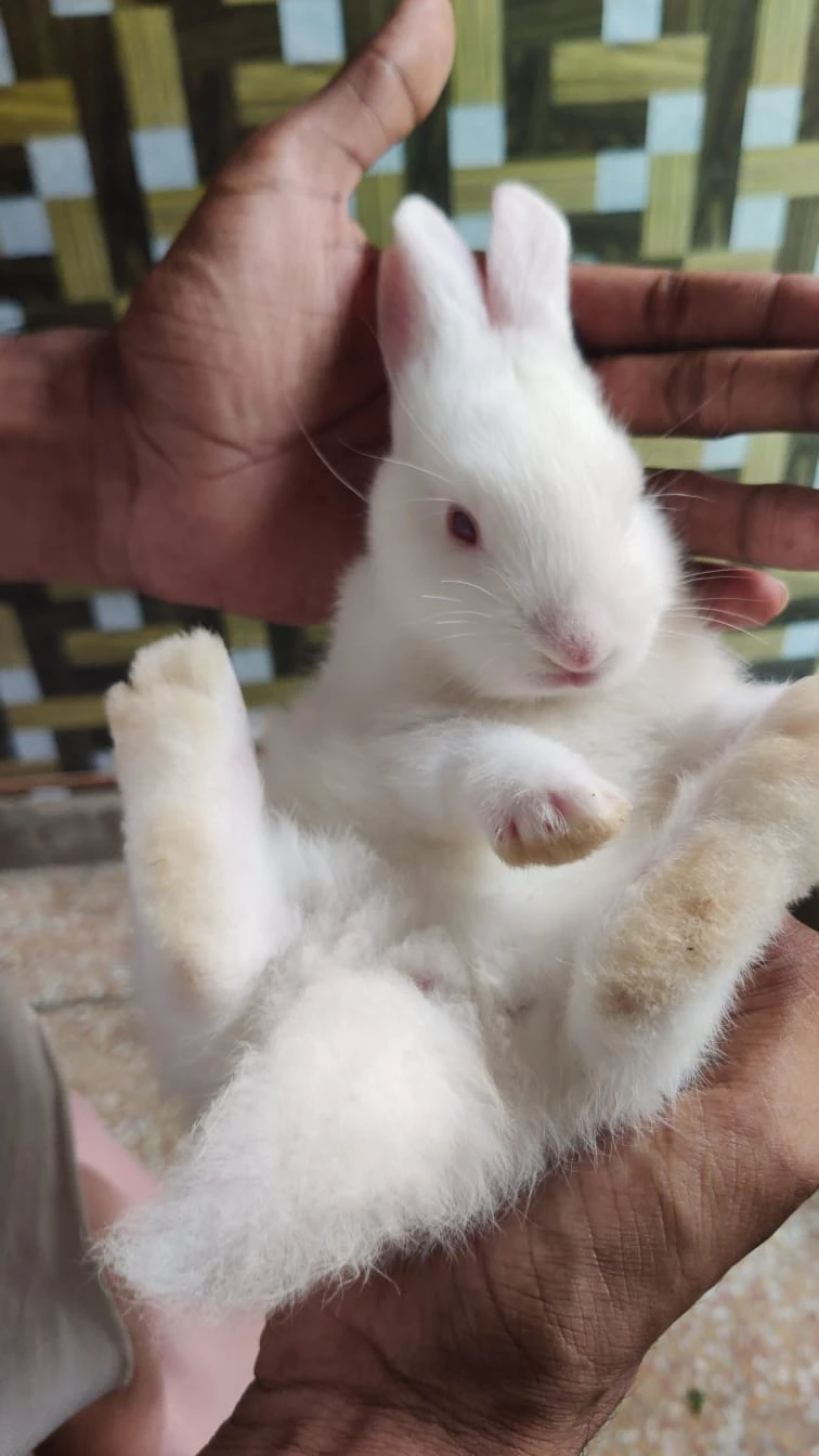 **NewZealand White Bunny For Sale **-Image 3