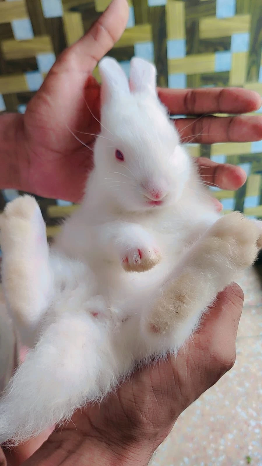 **NewZealand White Bunny For Sale **-Image 4