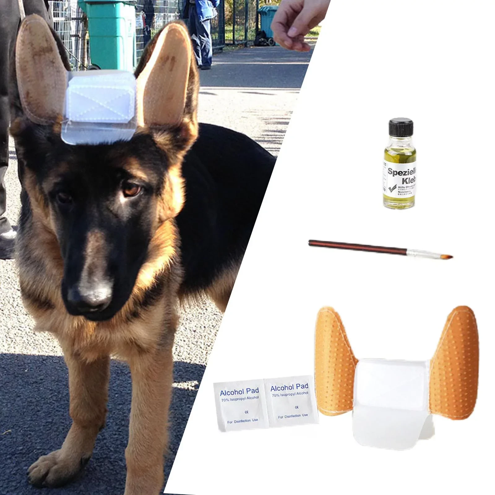 GSD Puppy Ear Support-Image 2