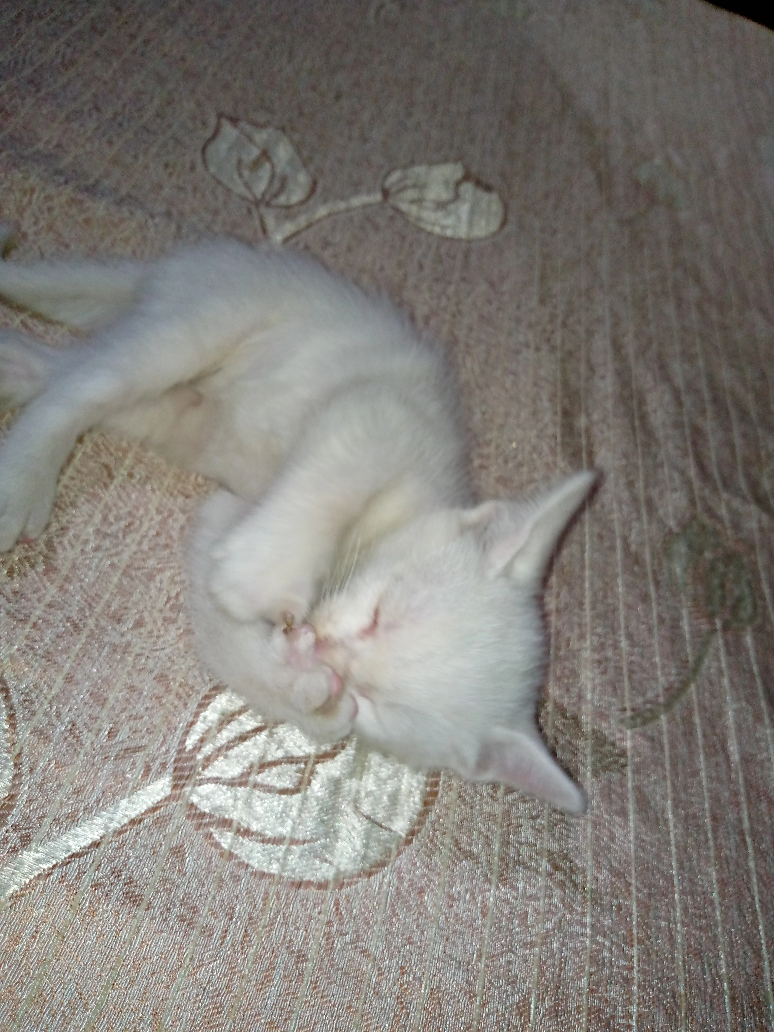 Persian kitten-Image 2