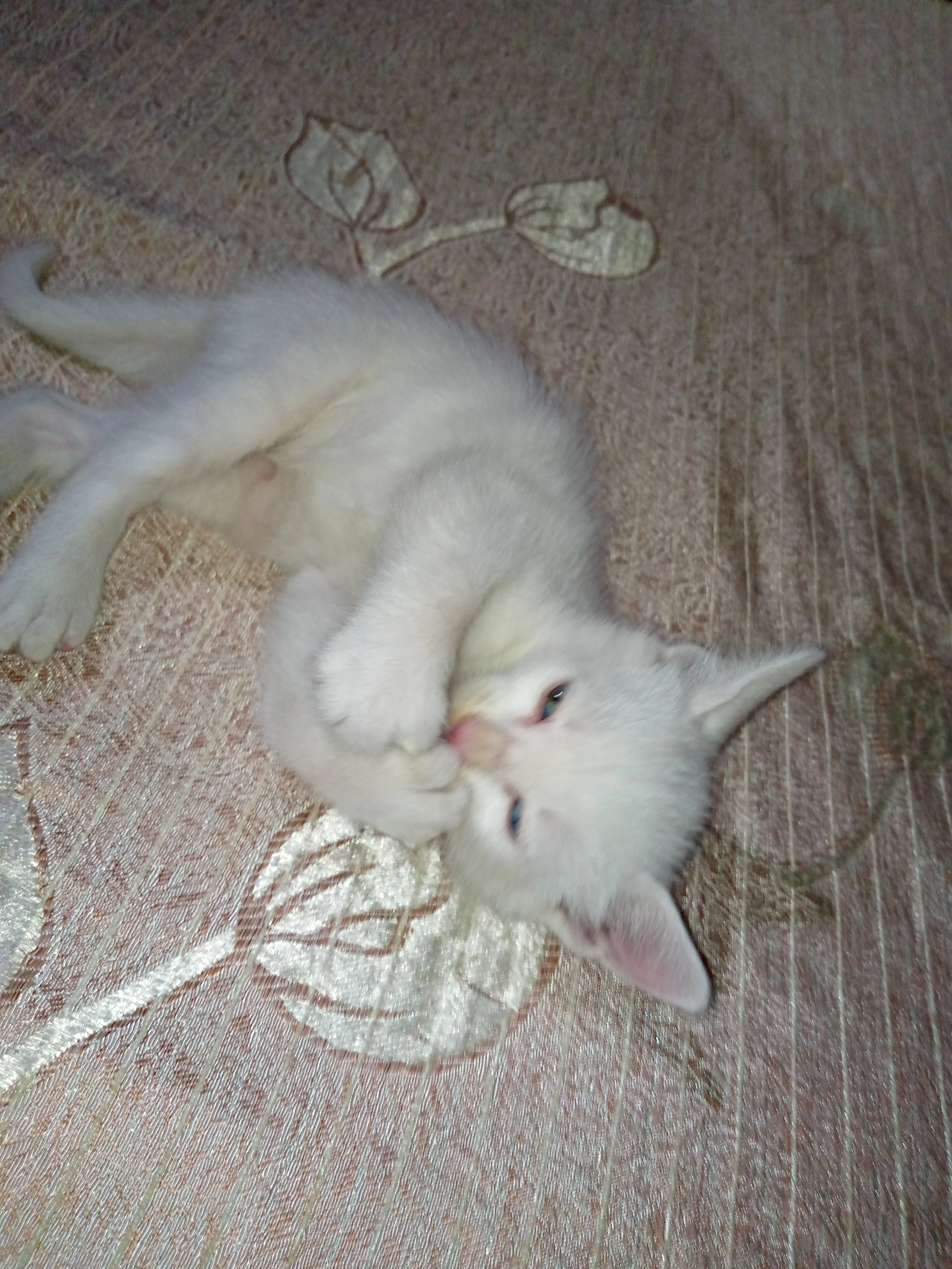 Persian kitten-Image 5