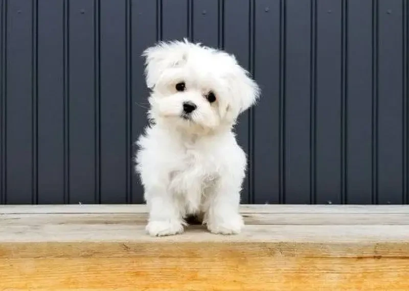 Maltese puppies available looking for a new home-Image 2