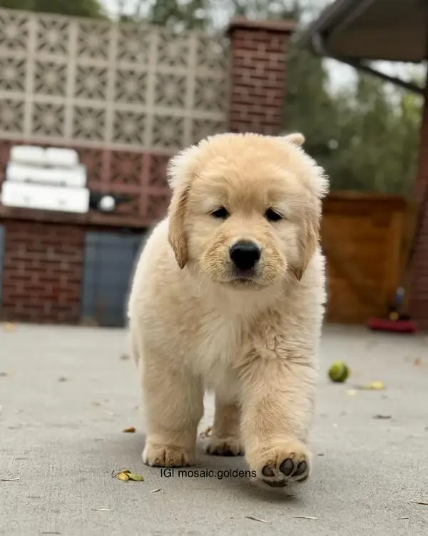 Golden Retriever puppies available for new home-Image 2