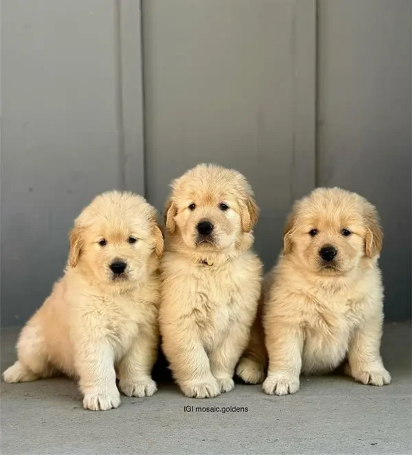 Golden Retriever puppies available for new home-Image 3