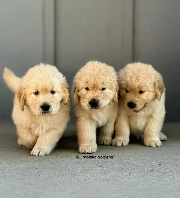 Golden Retriever puppies available for new home-Image 4