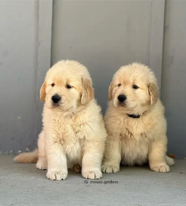 Golden Retriever puppies available for new home-Image 5