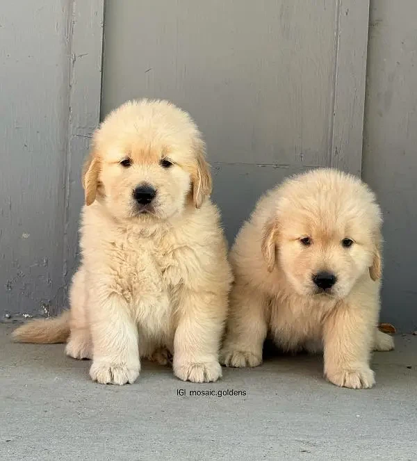 Golden Retriever puppies available for new home-Image 6