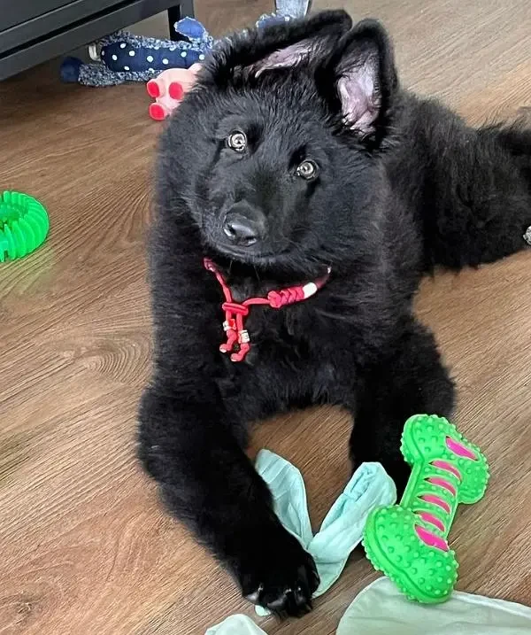 German shepherd male puppy available-Image 2