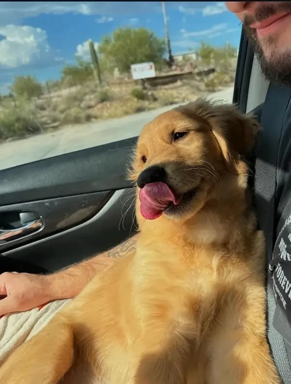 Golden Retreiver Male Puppy-Image 4