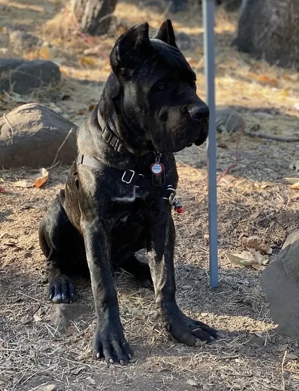 brindle Cane Corso Male puppy-Image 2