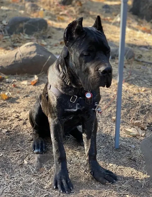 brindle Cane Corso Male puppy-Image 3