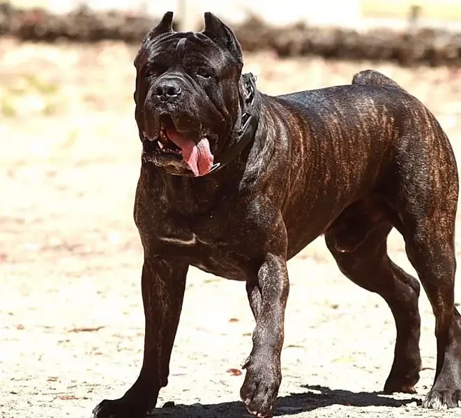 brindle Cane Corso Male puppy-Image 4