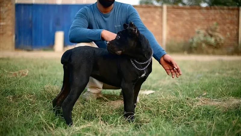 Cane Corso Imported Puppies-Image 2