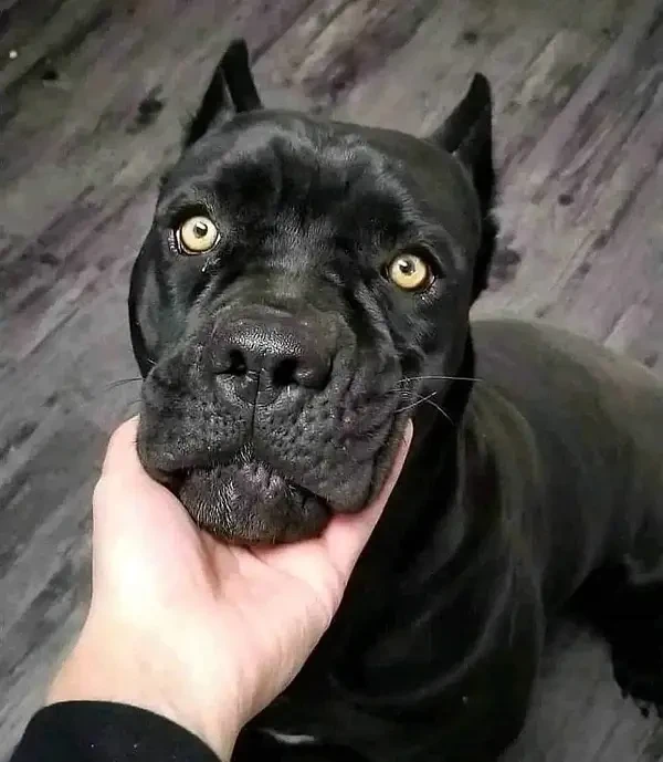 Cane Corso Imported Puppies-Image 3