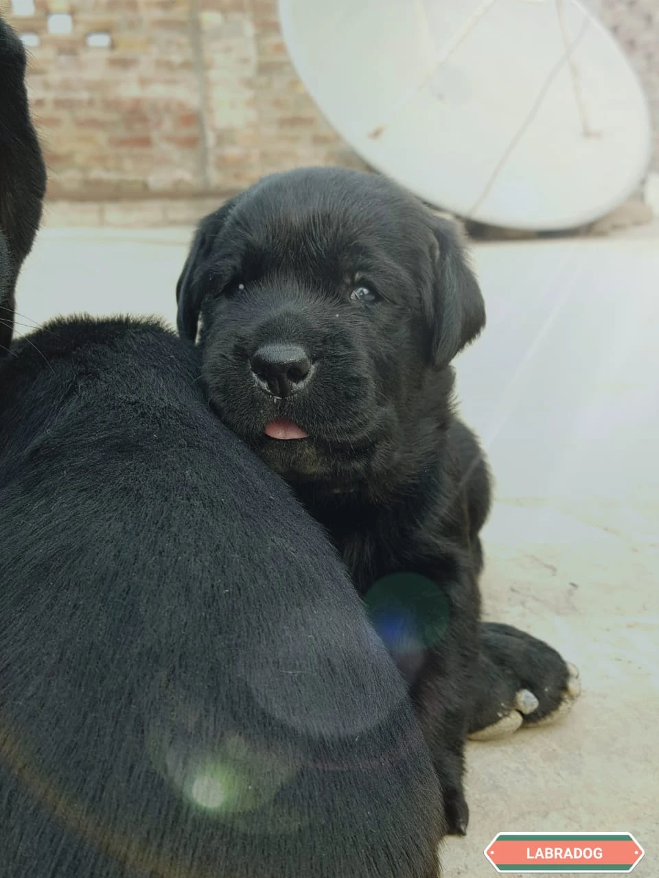 Labrador retriever puppy 1month age Long hair short tail Very healthy playful and fluffy-Image 2