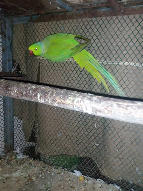 Parrot