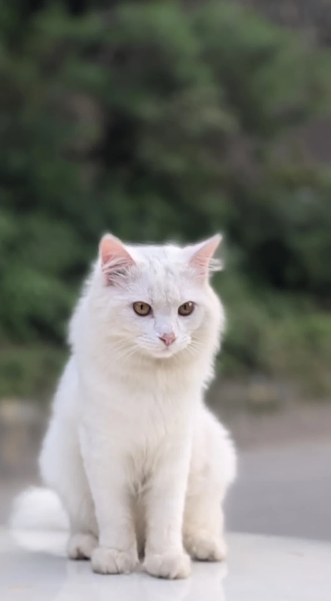 Pure white persian cat. Vaccinated and dewormed. Litter trained. Healthy and loving cat-Image 2