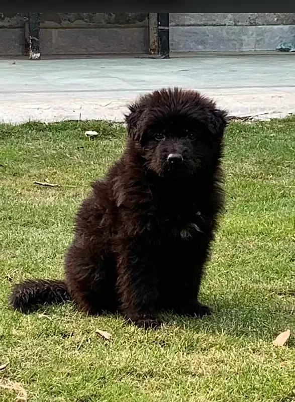 Black German Shepherd Pedigreed Male puppy-Image 2